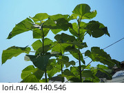 Paulownia is a genus of seven to 17 species of fast growing hardwood trees in family Paulowniaceae, the order Lamiales. The genus and family are native to east Asia and are widespread. Princess tree. Стоковое фото, фотограф Юлия Петровская / Фотобанк Лори
