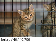A small tabby kitten in a cage. He looks out sadly and curiously, as if hoping to get out. His blue eyes reflect innocence and anticipation. The second kitten, partially visible on the right, also shows interest in the world around him. The metal bars of the cage create a contrast with the softness and fluffiness of the kittens, enhancing the sense of their vulnerability.The background is blurred, which emphasizes the focus on the kitten's emotions and expression. The picture evokes a feeling of compassion and a desire to help these cute creatures. Стоковое фото, фотограф Анна Кривицкая / Фотобанк Лори