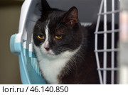 A black and white cat with big yellow eyes, sitting inside a carrier. His gaze seems wary, perhaps he is worried about the trip or just does not understand what is happening. The cat has a symmetrical coloring - black fur on his head and body, and a white muzzle, chest and part of his paws.The carrier is made in white and blue tones, its door is open, which can mean that the cat is preparing to go out or, on the contrary, does not want to go out. He sits deep inside, but looks directly at the camera, which creates a feeling of careful observation.The surroundings look sterile, perhaps this is a veterinary clinic or an animal shelter. The light background and soft lighting highlight his smooth and well-groomed fur. Стоковое фото, фотограф Анна Кривицкая / Фотобанк Лори