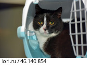 A black and white cat with big yellow eyes, sitting inside a carrier. His gaze seems wary, perhaps he is worried about the trip or just does not understand what is happening. The cat has a symmetrical coloring - black fur on his head and body, and a white muzzle, chest and part of his paws.The carrier is made in white and blue tones, its door is open, which can mean that the cat is preparing to go out or, on the contrary, does not want to go out. He sits deep inside, but looks directly at the camera, which creates a feeling of careful observation.The surroundings look sterile, perhaps this is a veterinary clinic or an animal shelter. The light background and soft lighting highlight his smooth and well-groomed fur. Стоковое фото, фотограф Анна Кривицкая / Фотобанк Лори