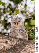 Южный Урал, птенец длиннохвостой неясыти (Strix uralensis) на ветке тополя. Southern Urals, a chick of a Ural owl (Strix uralensis) on a poplar branch. Стоковое фото, фотограф Евгений Романов / Фотобанк Лори