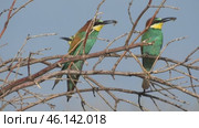 Щурка золотистая Merops apiaster с добычей на ветке дерева. Стоковое видео, видеограф Александр Мамонтов / Фотобанк Лори