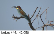 Щурка золотистая Merops apiaster на ветке дерева. Стоковое видео, видеограф Александр Мамонтов / Фотобанк Лори