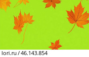 Colorful Autumn leaves falling down on green screen background. Vibrant red orange fall leaves animated green backdrop. Frame Template. Chroma key. Motion graphics. 4K creative video clip for overlay. Стоковое AI-видео, аниматор Марина Демидюк / Фотобанк Лори
