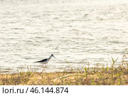 White-tailed Sandpiper Calidris temminckii - Kulik, the size of a Sparrow bird from the snipe family. Стоковое фото, фотограф Ольга Гордеева / Фотобанк Лори
