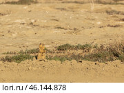 Speckled ground squirrel. Spermophilus suslicus. Wild animal in spring. Стоковое фото, фотограф Ольга Гордеева / Фотобанк Лори