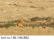 Speckled ground squirrel. Spermophilus suslicus. Wild animal in spring. Стоковое фото, фотограф Ольга Гордеева / Фотобанк Лори