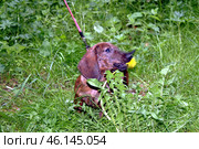 Собака породы такса пытается съесть одуванчик. Стоковое фото, фотограф Сергей Рябов / Фотобанк Лори