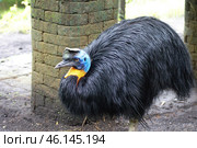 Southern cassowary, Casuarius casuarius, also known as double-wattled cassowary, Australian big forest bird, detail hidden portrait from dark tropic forest, Papua New Guinea. Rare bird in habitat. Стоковое фото, фотограф Ольга Гордеева / Фотобанк Лори