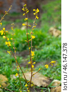 The plant blooms in spring. The ornamental forsythia bush has buds and blossoms with bright yellow flowers against the backdrop of green grass. The awakening of nature. Стоковое фото, фотограф Коханова Наталья / Фотобанк Лори
