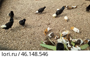 The grounds of a petting zoo, presumably the Taigan Lion Park. The frame shows a variety of animals, including decorative chickens with lush white crests (a breed similar to the Polish Crested), guinea pigs of various colors, and other small animals. They are in a gravel enclosure, next to plants. Bird feeders and shelters, as well as other small birds, are visible in the background, creating a farm-like atmosphere where animals can interact freely. Стоковое фото, фотограф Анна Кривицкая / Фотобанк Лори