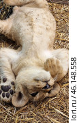 A lion cub lying on its back on a bed of straw. It looks relaxed, its paws are raised and its muzzle is turned towards the camera. The baby has light fur, black paw pads and expressive eyes. It is clear that it feels comfortable in its environment. Judging by the setting, this is a petting zoo or a special area for interacting with predators in the Taigan Lion Park. Стоковое фото, фотограф Анна Кривицкая / Фотобанк Лори