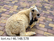 An unusual breed of sheep lying on a paved path in the Taigan Park. It has thick white wool and long, drooping ears with black markings. The sheep looks relaxed and is probably part of a petting zoo available to visitors.The background is made up of colored paving stones, which creates a well-kept appearance of the territory. In the Taigan Park, you can find not only predatory animals such as lions and tigers, but also domestic and exotic animals such as camels, sheep, goats and others.This photo emphasizes the atmosphere of freedom for the animals in the park and the convenience for visitors, who can observe and interact with them in a comfortable environment. Стоковое фото, фотограф Анна Кривицкая / Фотобанк Лори