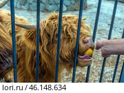 A Scottish Highland bull at Taigan Safari Park. This is a large animal with thick, long red hair that protects it from the cold. The bull is behind metal bars, indicating that it is kept in an enclosure. The horns are massive and curved, typical of this breed.The background includes gravel ground, which is typical for enclosures that provide easy care for the animals.Taigan Safari Park is the largest lion park in Europe, but in addition to the predators, you can also meet other animals here, including rare breeds of livestock, such as Scottish Highlands. Стоковое фото, фотограф Анна Кривицкая / Фотобанк Лори