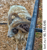 St. Jacob's sheep at the Taigan Zoo. This is a rare breed of sheep known for its four horns. The animal has thick black and white wool, slightly matted and covered with small pieces of hay. The sheep's eyes have a bluish tint, which gives it a unique look.The animal is in a fenced enclosure, which is typical for contact zoos and safari parks, where you can see rare species up close. The ground in the enclosure is dry and covered with sawdust and straw.This breed of sheep is one of the most ancient, its roots go back to South America and Africa. In the 1960s, it was on the verge of extinction, but thanks to enthusiasts, it was saved.The photo conveys the atmosphere of a safari zoo, where you can observe exotic animals and study their features. Стоковое фото, фотограф Анна Кривицкая / Фотобанк Лори