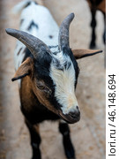 A horned goat, presumably from the petting zoo of the Taigan Lion Park. The animal has a spotted coat - black, white and brown spots adorn its fur. On its head are massive, slightly curved horns with a rough surface. The goat looks intently at the camera, creating a sense of curiosity and friendliness.The background is slightly blurred, but it is clear that the animal is on a hard surface, perhaps an enclosure or a paddock with a compacted surface. Judging by its facial expression and the position of its ears, it may be interested in visitors, perhaps expecting a treat. Стоковое фото, фотограф Анна Кривицкая / Фотобанк Лори