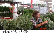 Careful middle-aged salesman holding stalks of eucalyptus in plants market. Стоковое видео, видеограф Яков Филимонов / Фотобанк Лори