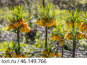 Flowering fritillary Rubra Maxima - crown imperial Rubra Maxima. Стоковое фото, фотограф Ольга Сейфутдинова / Фотобанк Лори