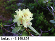 Blooming shoot of Rhododendron aureum. evergreen shrub, Yellow flower. Стоковое фото, фотограф Екатерина Якименко / Фотобанк Лори