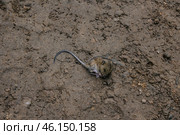 Small dead or sleeping field mouse lies on clay ground. Стоковое фото, фотограф Екатерина Якименко / Фотобанк Лори