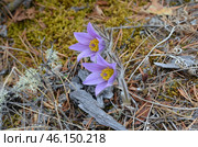 Прострел раскрытый (Pulsatilla patens L.), "Сон-трава" Стоковое фото, фотограф Мария Петрова / Фотобанк Лори