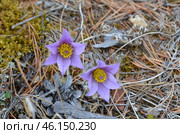 Прострел раскрытый (Pulsatilla patens L.), "Сон-трава" Стоковое фото, фотограф Мария Петрова / Фотобанк Лори