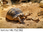 Geochelone sulcata land desert turtle. Стоковое фото, фотограф  Сергей Фомин / Фотобанк Лори