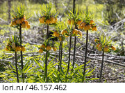 Flowering fritillary Rubra Maxima - crown imperial Rubra Maxima. Стоковое фото, фотограф Ольга Сейфутдинова / Фотобанк Лори