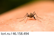 Close-up of mosquito feeding on human skin, transmitting diseases such as malaria, dengue, and Zika virus. Bloodsucking insect posing health risks, illnesses, public health hazard. Стоковое AI-изображение, AI-художник Павел Муравьев / Фотобанк Лори
