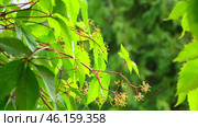 Fresh green leaves on a tree sway in the wind. Green background of greenery and bokeh. Nature background. Beautiful Sun shining through the blowing on wind green leaves. Summer Sunlight. Sunflare. Стоковое видео, видеограф Марина Демидюк / Фотобанк Лори