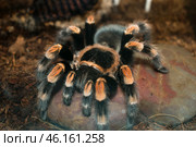 Мексиканский красноколенный паук птицеед Brachypelma smithi сидит на камушках. Стоковое фото, фотограф Алиса Сокол / Фотобанк Лори