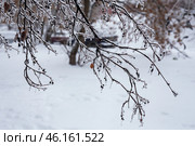 Покрытые льдом ветки дерева после ледяного дождя. Стоковое фото, фотограф Лариса Гордеева / Фотобанк Лори