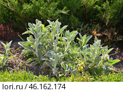 Stachys byzantina is a species of perennial herbaceous plants. Стоковое фото, фотограф Володина Ольга / Фотобанк Лори