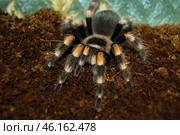 Мексиканский красноколенный паук птицеед Brachypelma smithi сидит на влажном кокосовом субстрате. Стоковое фото, фотограф Алиса Сокол / Фотобанк Лори