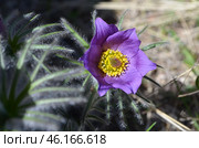 Прострел раскрытый (Pulsatilla patens L.), "Сон-трава" Стоковое фото, фотограф Мария Петрова / Фотобанк Лори