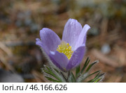 Прострел раскрытый (Pulsatilla patens L.), "Сон-трава" Стоковое фото, фотограф Мария Петрова / Фотобанк Лори
