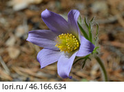 Прострел раскрытый (Pulsatilla patens L.), "Сон-трава" Стоковое фото, фотограф Мария Петрова / Фотобанк Лори