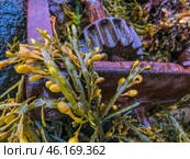 Фукусы и остатки корабельного механизма в Баренцевом море. Стоковое фото, фотограф Максим Сулин / Фотобанк Лори