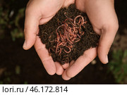 Man holding worms with soil, closeup. Стоковое фото, фотограф Pixel_shot / Фотобанк Лори