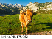 Cow of the Asturian mountain breed sits on a lawn in a national park at sunset. Стоковое фото, фотограф Татьяна Яцевич / Фотобанк Лори