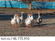 Южный Урал, стадо домашних гусей прогуливается по деревне. Southern Urals, a flock of the domestic geese walks through the villager. Стоковое фото, фотограф Евгений Романов / Фотобанк Лори
