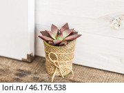 Cute succulent plant in a natural burlap pot placed on a wooden surface near a white wall. Стоковое фото, фотограф Сергей Толмачёв / Фотобанк Лори