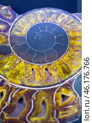 Ammonite. Ammonite shell cut in the form of a spiral. Стоковое фото, фотограф Евгений Ткачёв / Фотобанк Лори