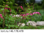 Dicentra spectabilis pink hearts in bloom on the branches, flowering plant in springtime garden. Стоковое фото, фотограф Елена Дмитриева / Фотобанк Лори