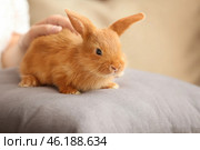 Woman stroking cute fluffy bunny at home. Стоковое фото, фотограф Pixel_shot / Фотобанк Лори