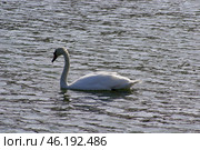 Южный Урал, лебедь-шипун (Cygnus olor) на озере весной. Southern Urals, mute swan (Cygnus olor) on the lake in spring. Стоковое фото, фотограф Евгений Романов / Фотобанк Лори