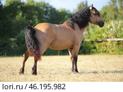 Harness horse walks and rest in summer ranch paddock. Упряжная лошадь тяжеловоз гуляет по траве на ферме летом. Стоковое фото, фотограф Михаил Кондрашов / Фотобанк Лори