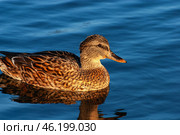 Южный Урал, самка кряквы (Anas platyrhynchos) на воде. Southern Urals, female mallard (Anas platyrhynchos) on the water. Стоковое фото, фотограф Евгений Романов / Фотобанк Лори