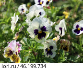 Виола или анютины глазки (лат. Violaceae) цветет на ярком солнце на летней клумбе. цветение однолетников. Стоковое фото, фотограф Наталья Сухорукова / Фотобанк Лори