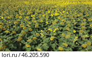 The slow slide of the camera over the fields of sunflowers stretching to the horizon allows you to enjoy every moment, capturing the beauty and grandeur of nature. Стоковое видео, видеограф Скрипачев Антон / Фотобанк Лори